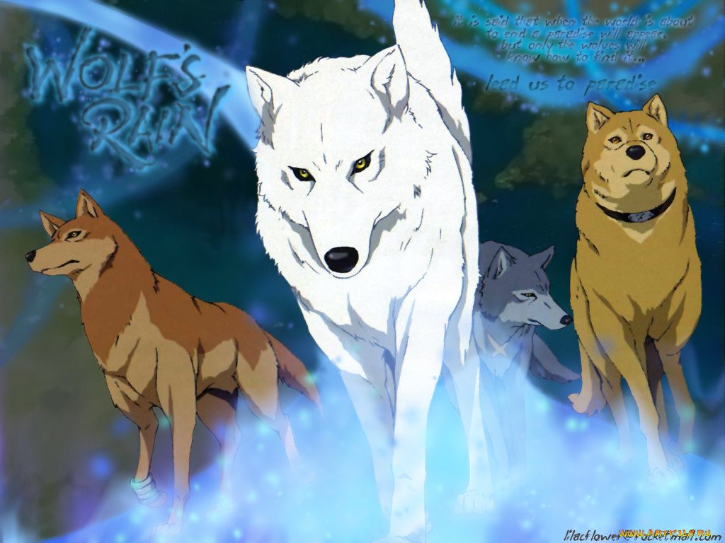 , wolf`s, rain